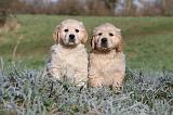 GOLDEN RETRIEVER 031